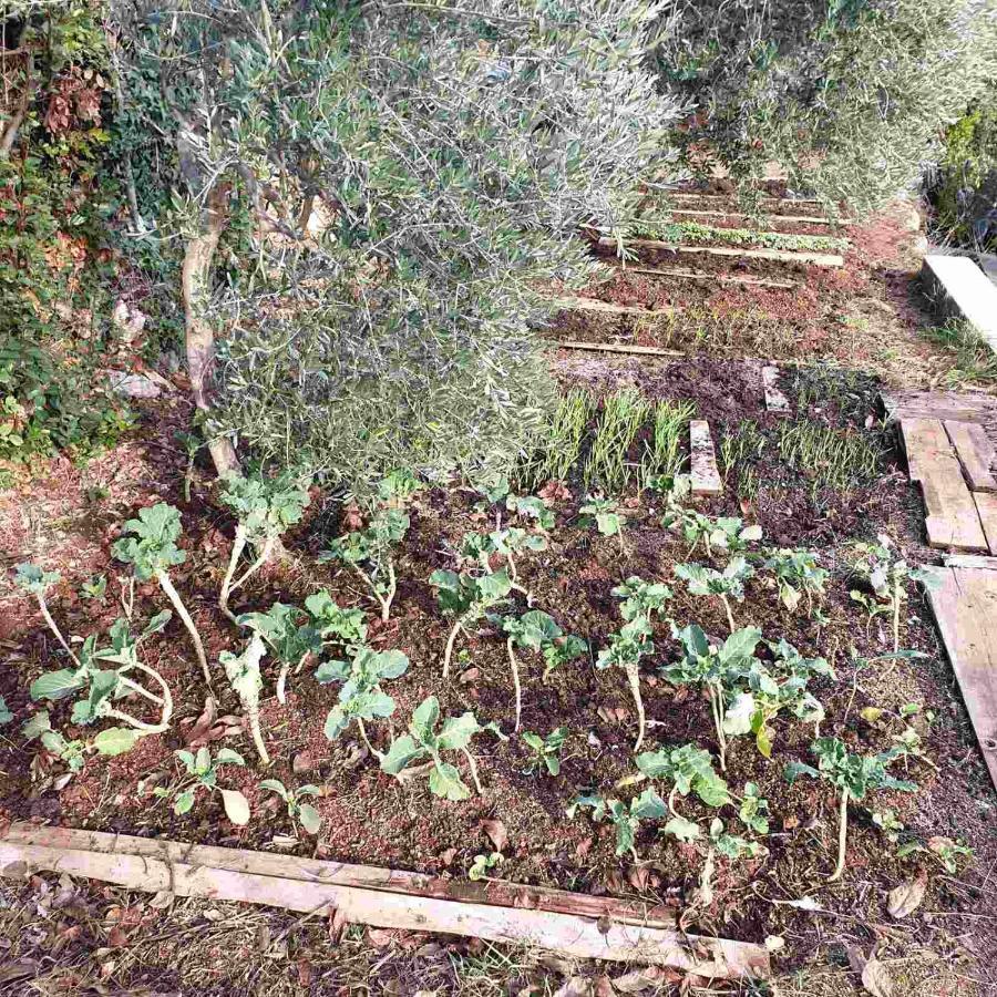 Mary'S Garden Villa Tulisevica Ngoại thất bức ảnh