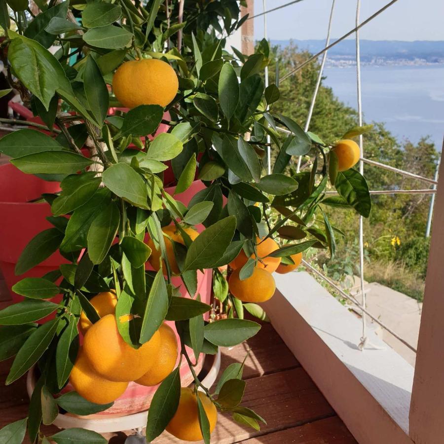 Mary'S Garden Villa Tulisevica Ngoại thất bức ảnh