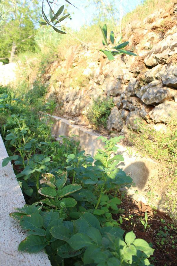 Mary'S Garden Villa Tulisevica Ngoại thất bức ảnh
